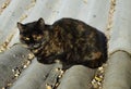 Intent stare. Beautiful cat. Cat on the roof. Cat with yellow eyes.