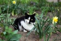 Beautiful homeless cat is sitting among flowers