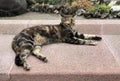 Beautiful homeless tabby cat lying on a street