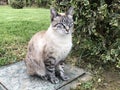 Beautiful homeless tabby cat sitting on a street