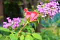 Bright bud of a pink rose with a punched petal, a petal with holes from nature in a home garden, the city of Dnipro, Ukraine. Royalty Free Stock Photo