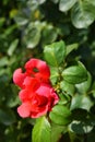 Bright bud of a pink rose with a punched petal, a petal with holes from nature in a home garden, the city of Dnipro, Ukraine. Royalty Free Stock Photo