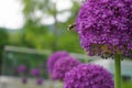 Beautiful honey bee extracting nectar from bright and showy Allium Giganteum flowers close up. Vivid giant balls of blooming Alliu Royalty Free Stock Photo