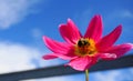 Beautiful honey bee extracting nectar from dahlia flower on blue sky with clouds background in the morning sun. Royalty Free Stock Photo