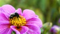 Beautiful honey bee extracting nectar from dahlia flower on colorful flowering background in the morning sun. Royalty Free Stock Photo