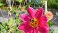 Beautiful honey bee extracting nectar from dahlia flower on colorful flowering background in the morning sun. Royalty Free Stock Photo