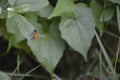 Colorful bee on the leaf Royalty Free Stock Photo