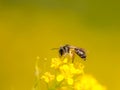 Beautiful honey-bee on yellow flower, spring summer season, wildlife, beauty in nature