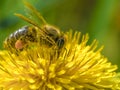 Beautiful honey-bee and yellow flower, wildlife, beauty in nature
