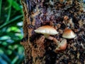 Beautiful honey Mushroom on tree