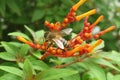 Bee on orange flowers in the Florida garden, closeup Royalty Free Stock Photo