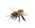 Beautiful honeybee on white background