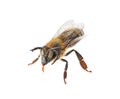 Beautiful honeybee on white background.