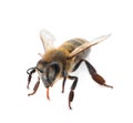 Beautiful honeybee on white background