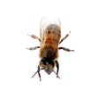 Beautiful honeybee on white background.