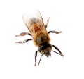 Beautiful honeybee on white background