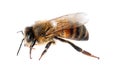 Beautiful honeybee on white background.