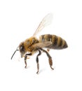 Beautiful honeybee on white background.