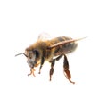 Beautiful honeybee on white background