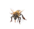 Beautiful honeybee on white background