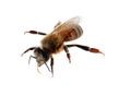 Beautiful honeybee on white background.