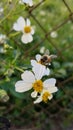 Beautiful Honeybee working for mother nature