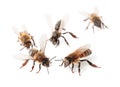 Beautiful honeybees on white background.