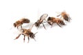 Beautiful honeybees on white background