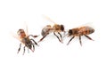 Beautiful honeybees on white background