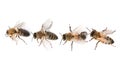 Beautiful honeybees on white background, top view.