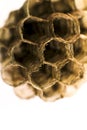 Honeycomb wasp macro photography in Spain Royalty Free Stock Photo