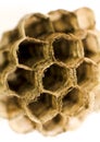 Honeycomb wasp macro photography in Spain Royalty Free Stock Photo