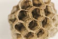 Honeycomb wasp macro photography in Spain Royalty Free Stock Photo