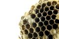 Honeycomb wasp macro photography in Spain Royalty Free Stock Photo