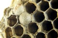 Honeycomb wasp macro photography in Spain Royalty Free Stock Photo