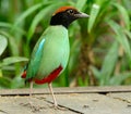 Hooded pitta