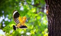 Beautiful Hoopoe carries food to the female nest Royalty Free Stock Photo