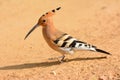 Beautiful Hoopoe in close up