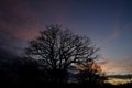 Beautiful horizon behind the trees