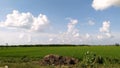 Beautiful Horizon View with Green Paddy Fields. Royalty Free Stock Photo