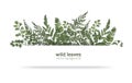 Beautiful horizontal background or banner decorated with gorgeous ferns, wild herbs or green herbaceous plants. Elegant