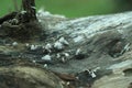 Beautiful horizontal closeup of a tiny mushroom growing on tee trunk with green moss and dark bokeh forest background. Macro of Royalty Free Stock Photo