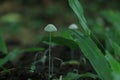 Beautiful horizontal closeup of a tiny mushroom growing on tee trunk with green moss and dark bokeh forest background. Macro of Royalty Free Stock Photo