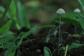 Beautiful horizontal closeup of a tiny mushroom growing on tee trunk with green moss and dark bokeh forest background. Macro of Royalty Free Stock Photo