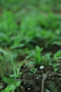 Beautiful horizontal closeup of a tiny mushroom growing on tee trunk with green moss and dark bokeh forest background. Macro of Royalty Free Stock Photo