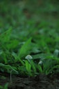 Beautiful horizontal closeup of a tiny mushroom growing on tee trunk with green moss and dark bokeh forest background. Macro of Royalty Free Stock Photo