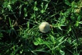 Beautiful horizontal closeup of a tiny mushroom growing on tee trunk with green moss and dark bokeh forest background. Macro of Royalty Free Stock Photo