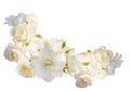 Beautiful horizontal frame with bouquet of white roses with rain drops isolated on white background