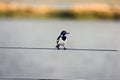 Beautiful shot of a black and white seabird standing on a cable near the Chobe river in Botswana