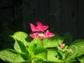 Beautiful horizontal shot of a dark pink flower with bright green leaves Royalty Free Stock Photo